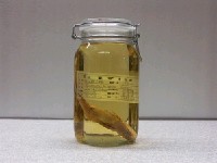 藏品(福氏副(魚翁))的圖片